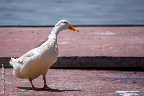 pato fuera del agua