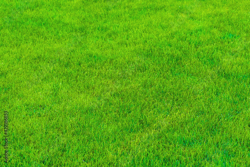 Green grass lawn wallpaper texture background