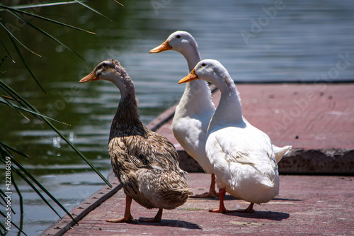 tres patos fuera del agua