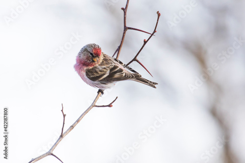  common redpoll or mealy redpoll (Acanthis flammea) photo