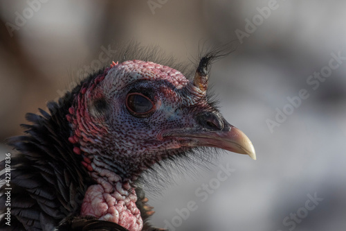 wild turkey portrait in winter photo