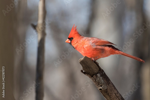 Male northern cardinal (Cardinalis cardinalis)  © Mircea Costina