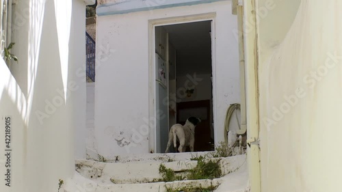 Karpathos Greece a dog is playing in the narrow alleys of the village of Volada photo