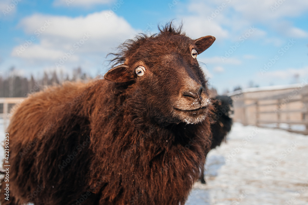 Funny brown pygmy Quessant sheep in winter. Farm animals.