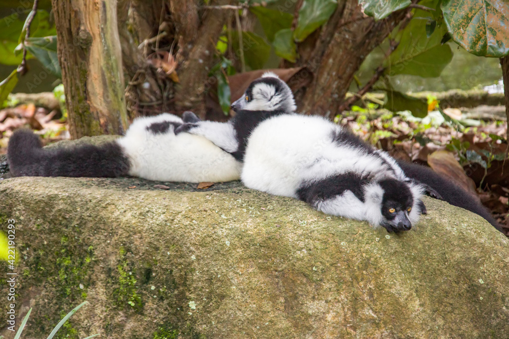 The lazy black-and-white ruffed lemur (Varecia variegata). An endangered species of ruffed lemur, one of two which are endemic to the island of Madagascar.
It is known for its loud, raucous calls.