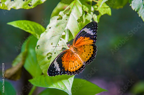 Canvas Print the male leopard lacewing (Cethosia cyane) is a species of heliconiine butterfly found from India to southern China and Indochina