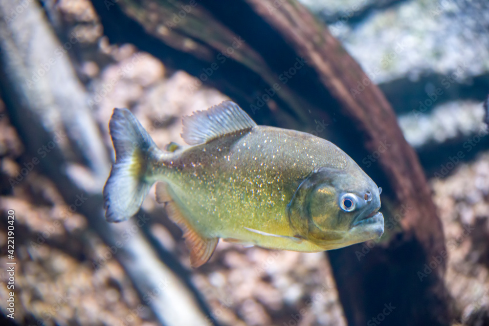 Φωτογραφία The red-bellied piranha (Pygocentrus nattereri) is a species of piranha native to South America