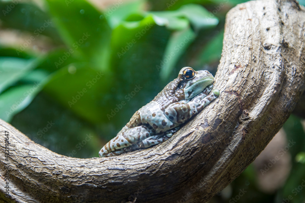 Naklejka premium Amazon milk frog (Trachycephalus resinifictrix) is a large species of arboreal frog native to the Amazon Rainforest in South America. They often inhabit vegetation.