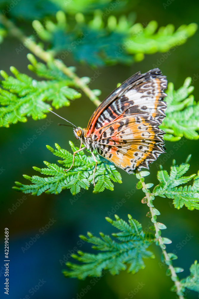 the female leopard lacewing (Cethosia cyane) is a species of heliconiine butterfly found from India to southern China and Indochina. the female leopard lacewing (Cethosia cyane) is a species of heliconiine butterfly found from India to southern China and Indochina.