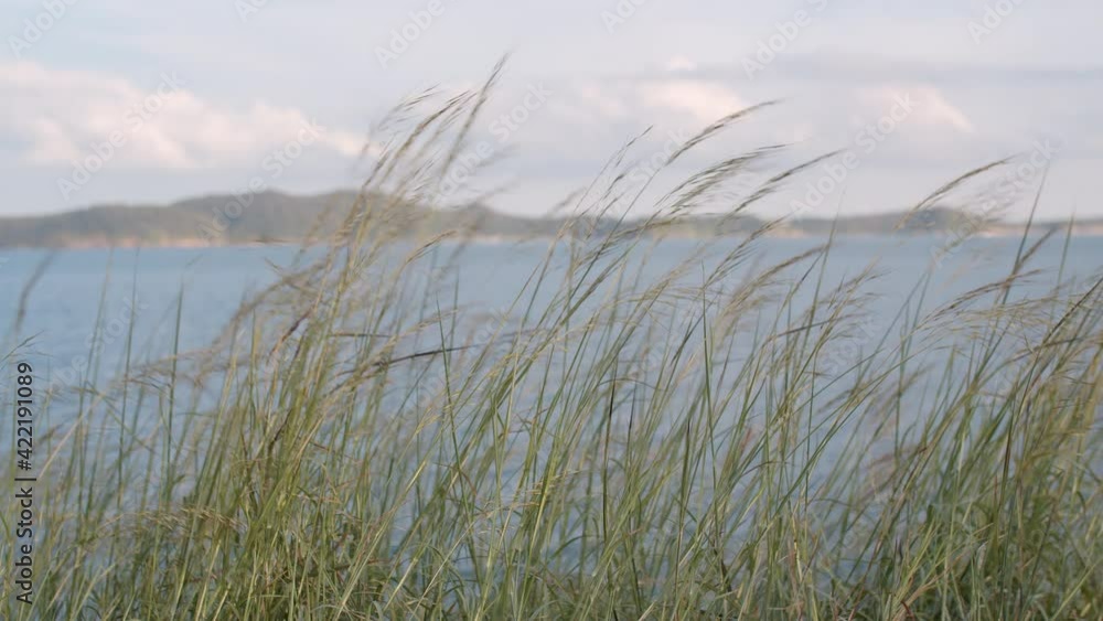 flower grass in the wind with the light of the morning on background sea beautiful