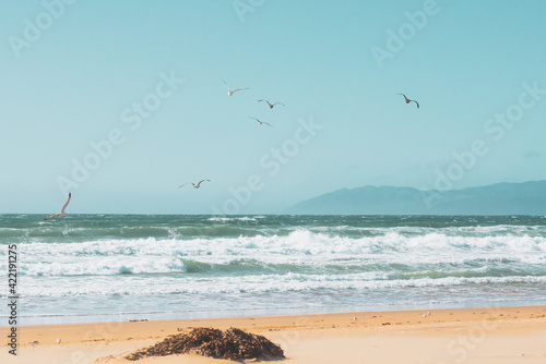 Sand beach  Pacific ocean  and flock of flying birds. Clear blue sky background  scenic seascape  California coastline
