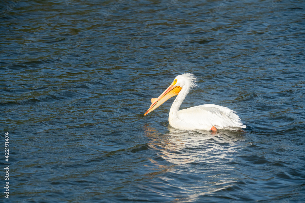 White pelican floating on water, close up view of beautiful water bird in the middle of the lake in windy sunny day White pelican floating on water, close up view of beautiful water bird in the middle of the lake in windy sunny day
