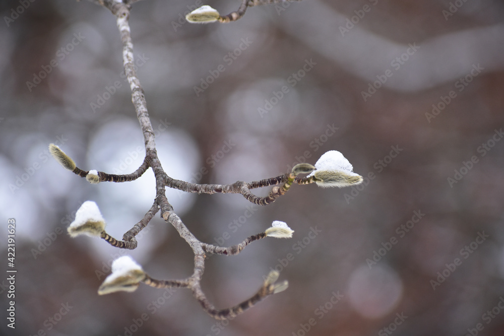 コブシの冬芽 コブシの冬芽