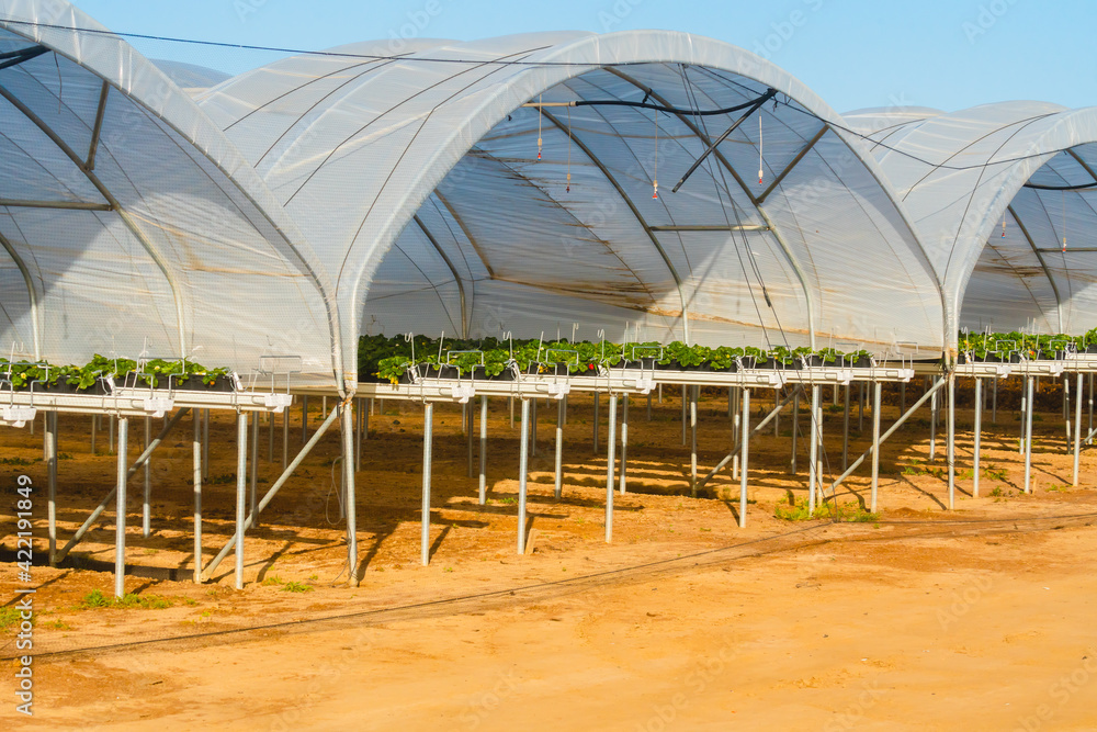 Greenhouses for strawberry plants on the field. Sunny day, blue sky background. Santa Barbara County, California Greenhouses for strawberry plants on the field. Sunny day, blue sky background. Santa Barbara County, California