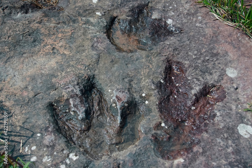 3 footprint of dinosaur  on a rock surface