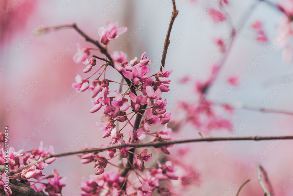Pink spring redbud flower blossoms on tree branch Pink spring redbud flower blossoms on tree branch