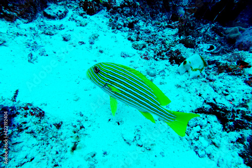 Goldband-Süßlippe - Plectorhinchus polytaenia photo