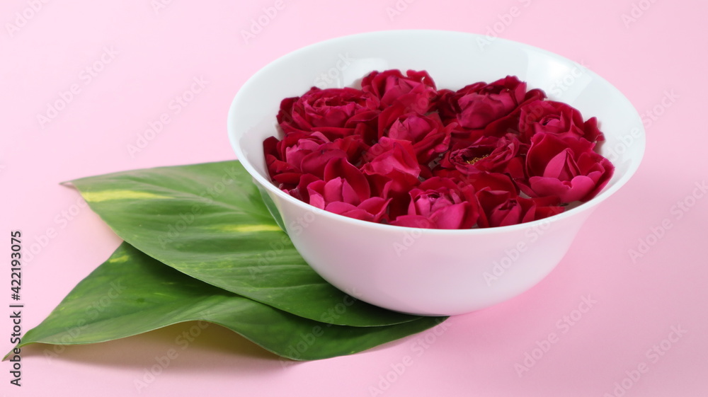 Rose flower photography at home in different background and different styles. Rose flower photography at home in different background and different styles.