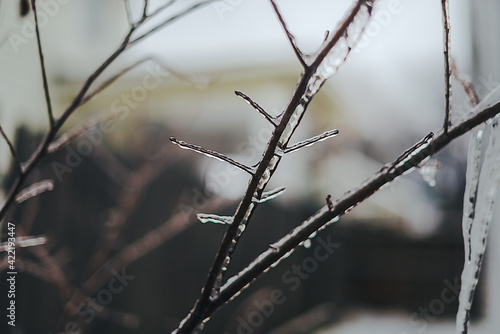 Ice and icicles covering plant branches twigs © Karalee