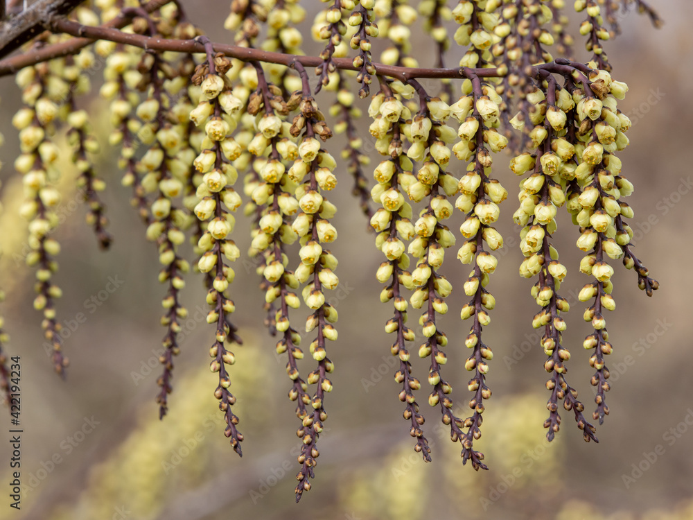 Hanging flowers of Stachyurus Rubriflorus in spring Hanging flowers of Stachyurus Rubriflorus in spring