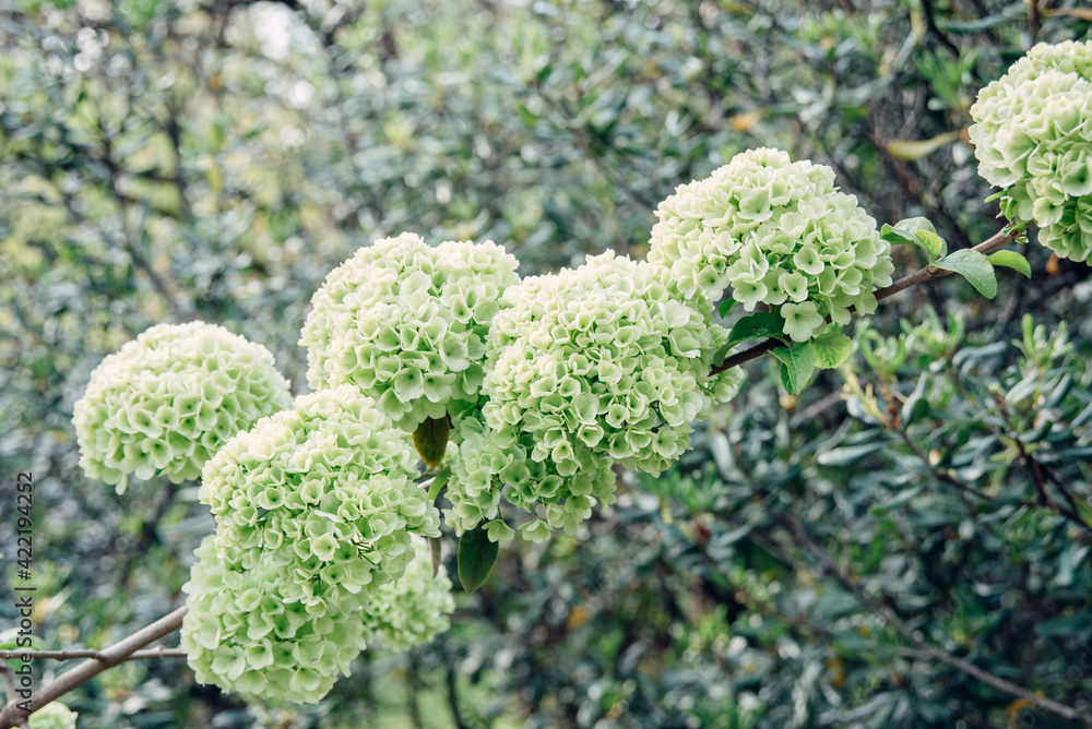 fresh blooming green and white flowers ball buds viburnum Buldenezh close-up on tree branches background, horizontal outdoors stock photo image photography wallpaper fresh blooming green and white flowers ball buds viburnum Buldenezh close-up on tree branches background, horizontal outdoors stock photo image photography wallpaper