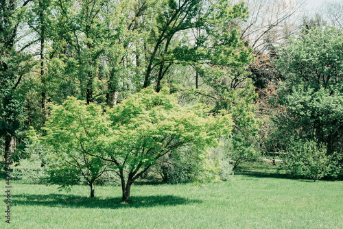 green maple japanese or Acer japonicum, Amur maple, downy Japanese-maple, fullmoon maple in park, horizpntal outdoors summer lifestyle stock photo image photography background