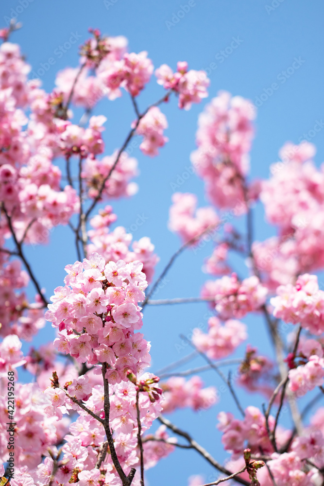 少し早咲きの美しい陽光桜