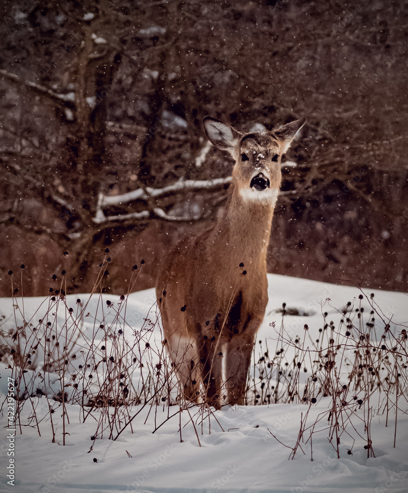 Fototapeta premium deer in the snow