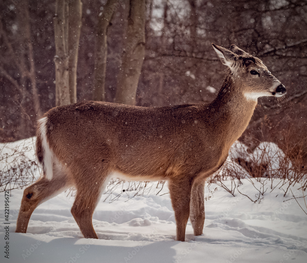 deer in the woods deer in the woods