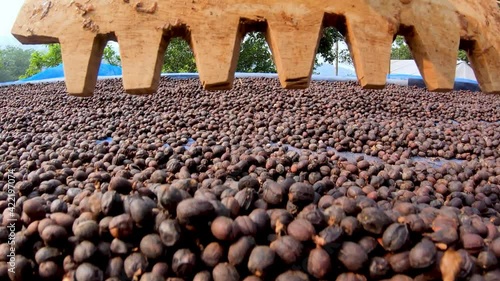 Dried Berries Coffee Beans Process Pangkhon Chiangrai Thailand Asia POV Camera Shot photo