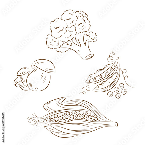 Line art Vegetables. Vector set of vegetables: cauliflower, green peas, ceps, corn
