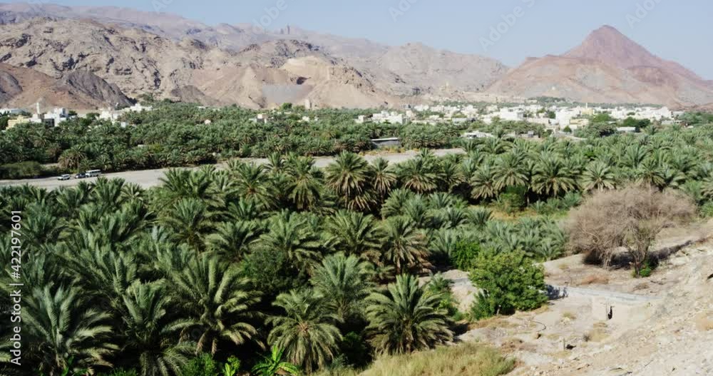 Palm tree plantation in front of arid hills in Fanja, Oman, handheld wide shot Stock 비디오 Adobe