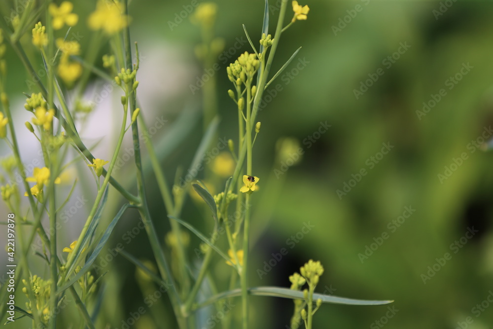yellow flowers in a field yellow flowers in a field