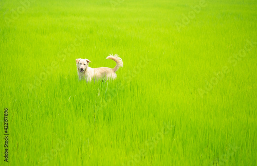 Dog looking something on greenery rice field.