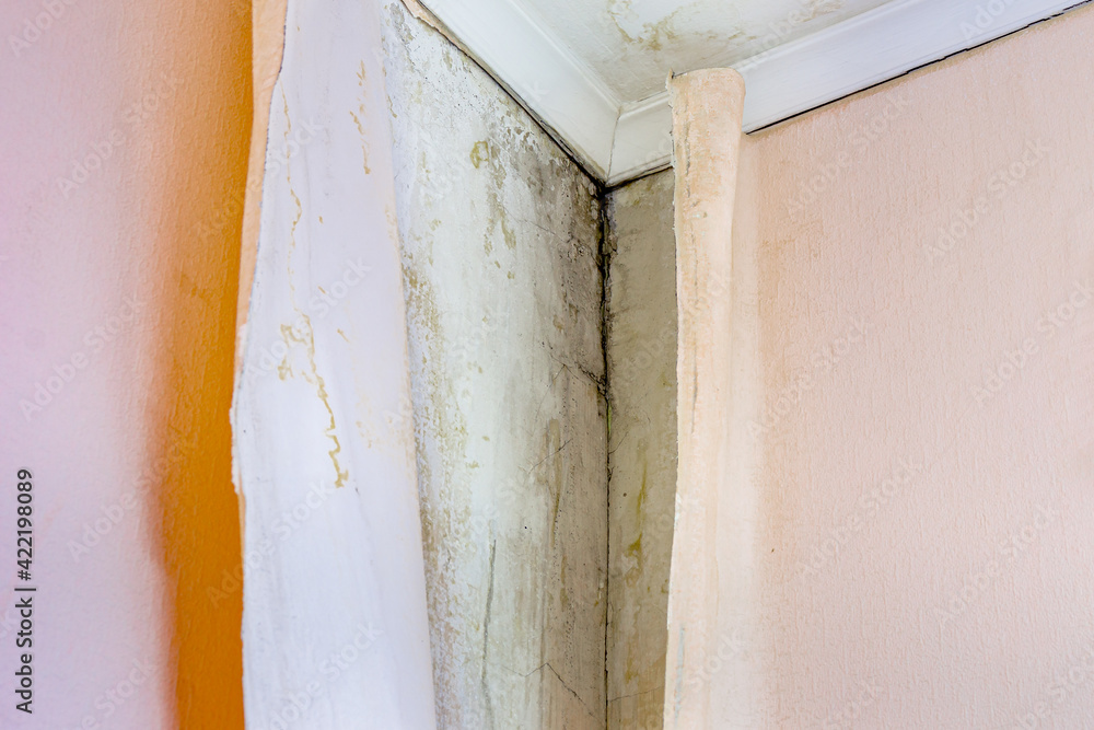 Aspergillus niger, Black mold occurs in damp, unventilated rooms, in corners and under wallpaper