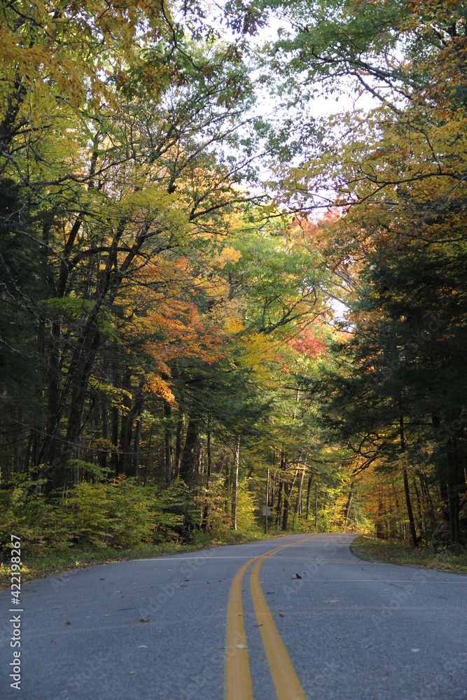 Fototapeta premium Colorful Autumn Road through the Forest