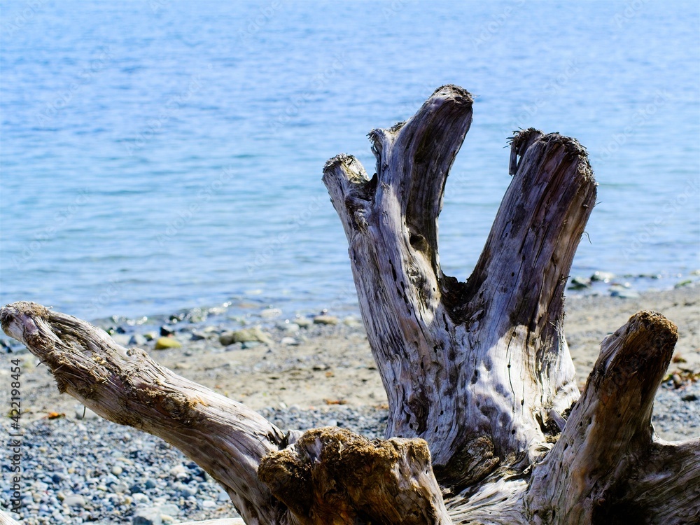 Driftwood strewn along the beach at the Western Canada shore
