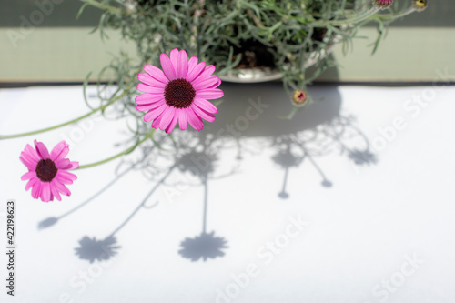 ローダンセマムの花と淡い影