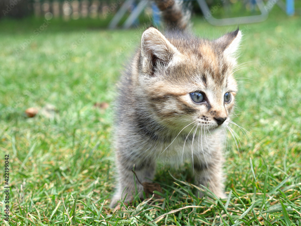 Two month old kitten very small on the green grass. Close