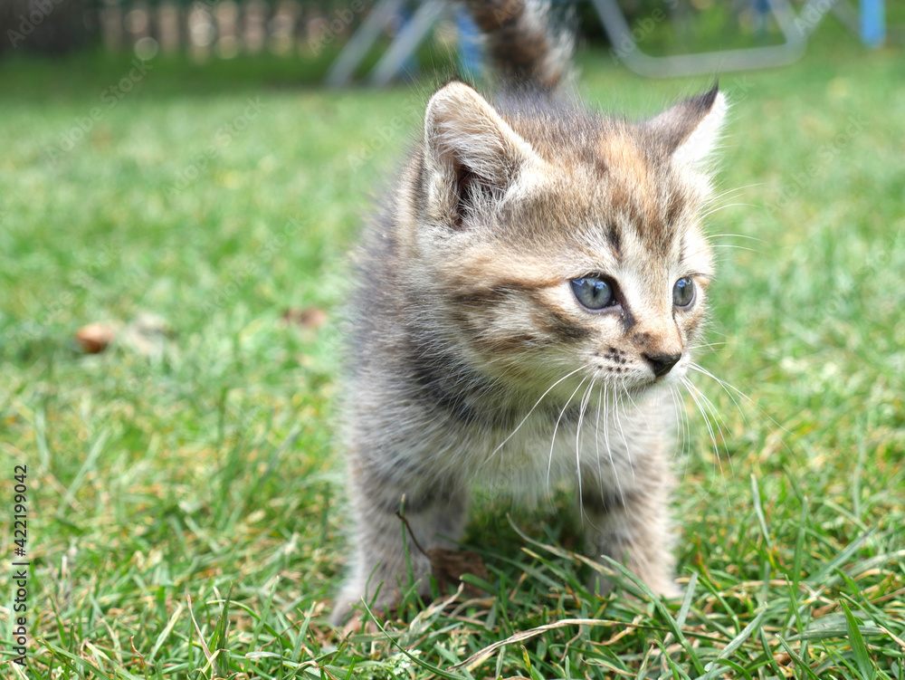 Two month old kitten very small on the green grass. Close Two month old kitten very small on the green grass. Close
