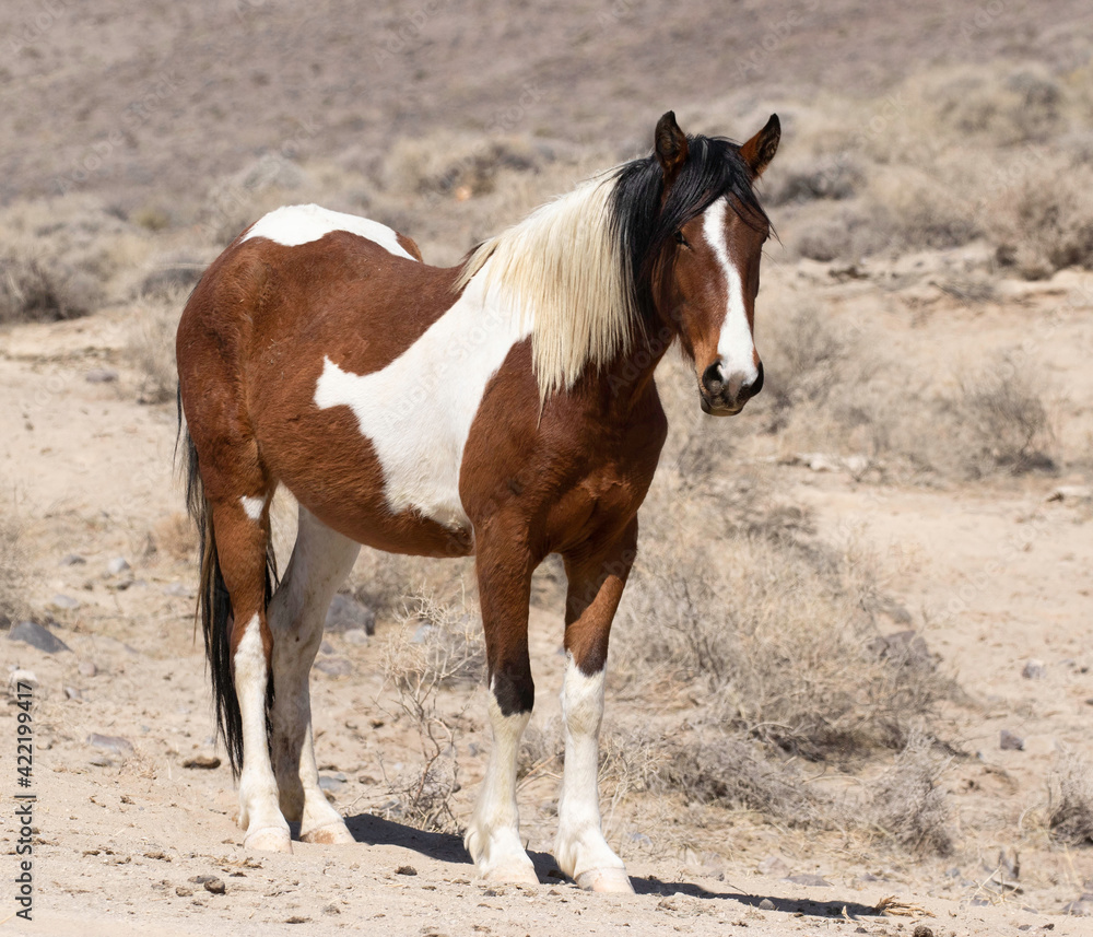 Obraz premium wild pinto horse