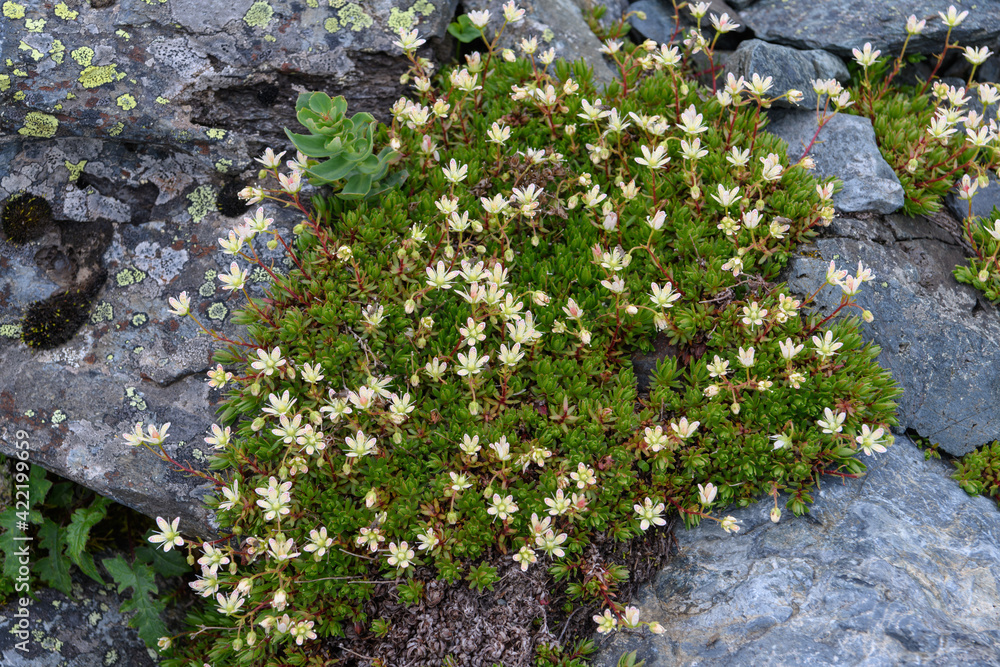 Fototapeta premium シコタンソウ