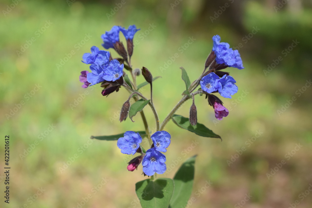 The lungwort is blooming. Purple flowers of lungwort. The lungwort is blooming. Purple flowers of lungwort.