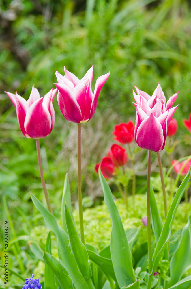 Close-up of beautiful tulips in flower greenhouse on pastel background. Close-up of beautiful tulips in flower greenhouse on pastel background.
