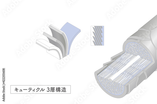 Hair cross section 2_3 No commentary