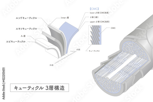 Hair cross section 2_3