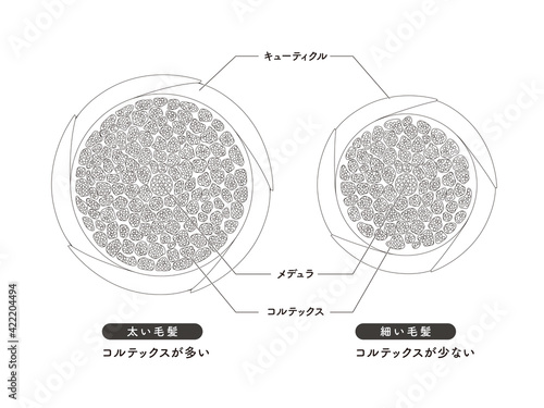 Hair cross section 6_2