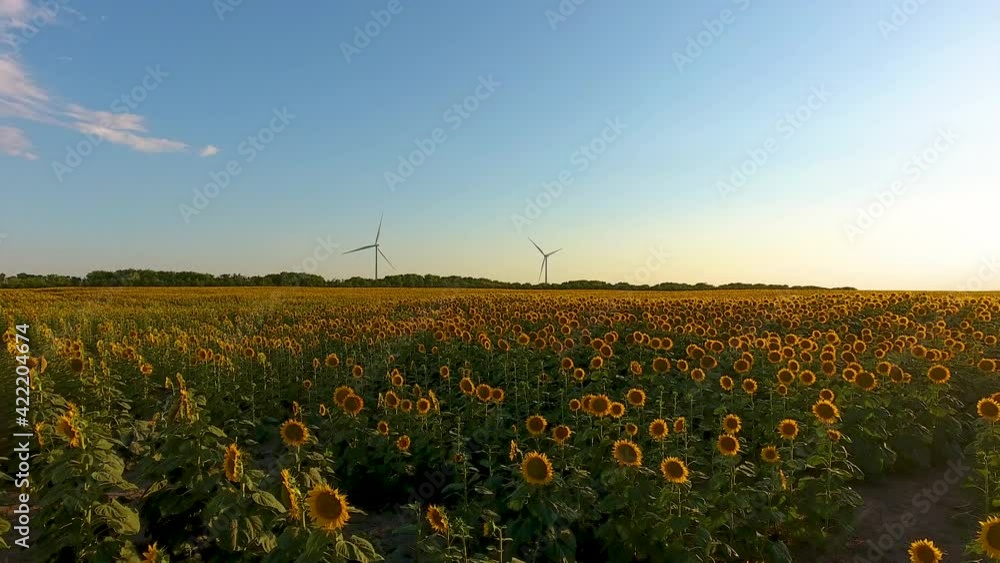 Drone flying over a field of sunflowers with wind turbines in the background Drone flying over a field of sunflowers with wind turbines in the background