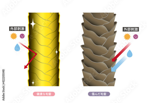 Hair cross section 17_3