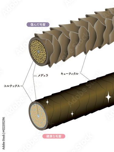 Hair cross section 18_1